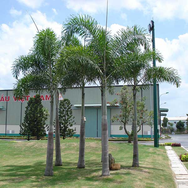 Cau Đuôi Chồn LASC