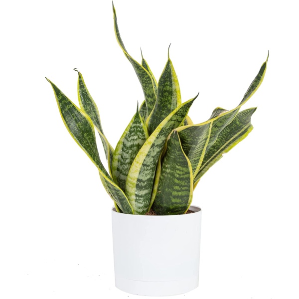 Chậu cây lưỡi hổ