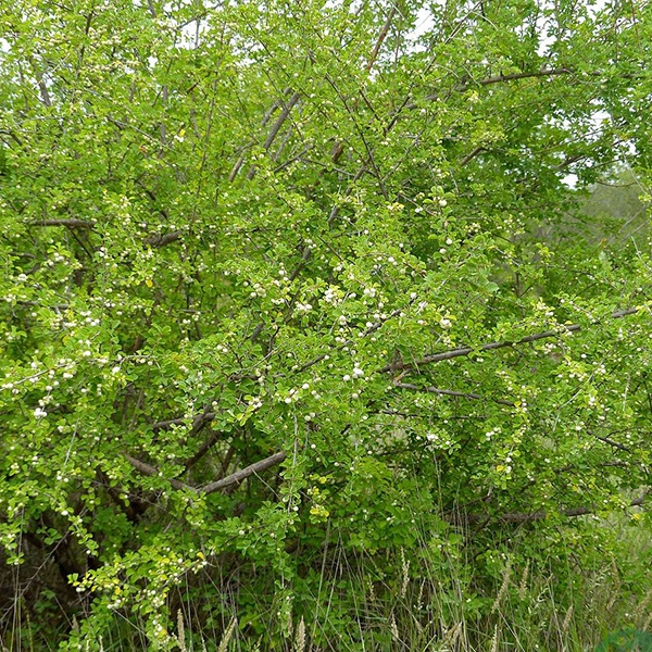 Cây Bỏng Nổ LASC